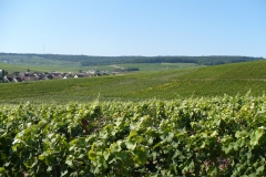 Wijngaarden in de Marne-vallei