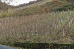 Mittelrhein; wijngaarden bij de Bopparder Hamm.