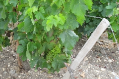 De wijnstokken staan in de grindbedden van de Gironde