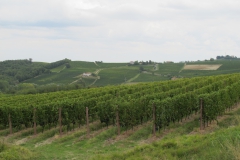 Eindeloze wijngaarden rond Aqui Terme.