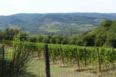 Wijngaarden in het Chianti Classico gebied.
